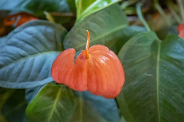 Beautiful Flowering Evergreen Plant Anthurium Araceae Family — Stock Photo, Image