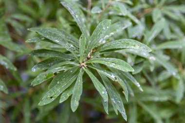 Su damlalı yeşil bitki yaprağı ve sulandıktan sonra sabah çiyleri
