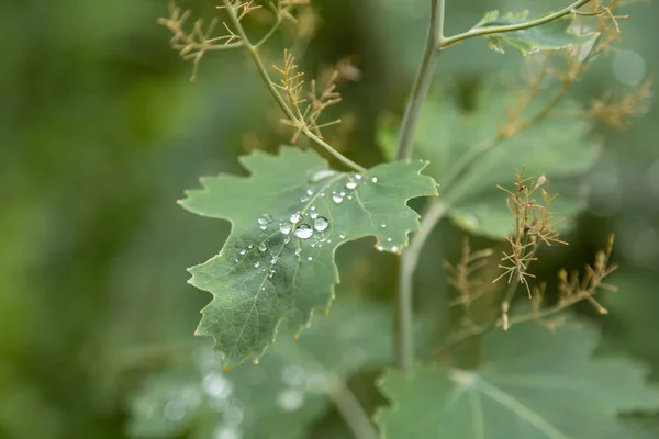 Green Plant Leaf Water Drops Morning Dew Watering Rain — Stock Photo, Image