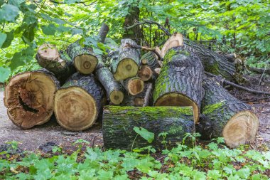 Bir şehir parkında kesilmiş ve istiflenmiş daimi yaprak döken ağaç gövdeleri.
