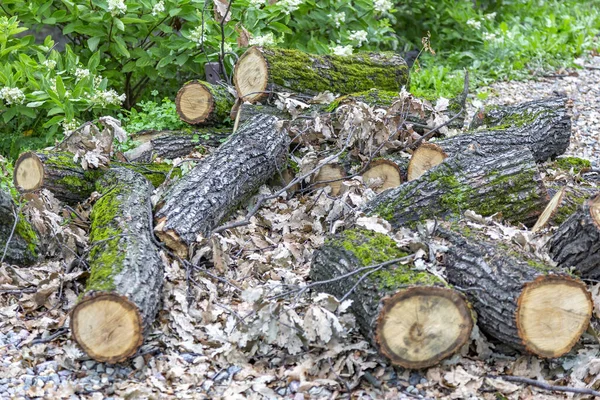 Troncos Árvores Caducas Perenes Serrados Amontoados Parque Cidade — Fotografia de Stock