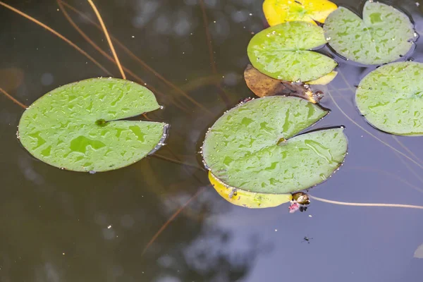 Nilüfer Yaprakları Çiy Damlaları Yaz Yağmurundan Sonra Gölette Yüzer — Stok fotoğraf