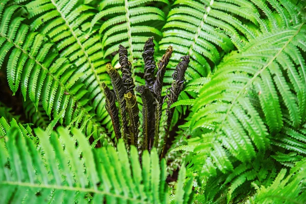 Samambaia Verde Brilhante Polypodiophyta Planta Sem Flor Com Frondes Penas — Fotografia de Stock