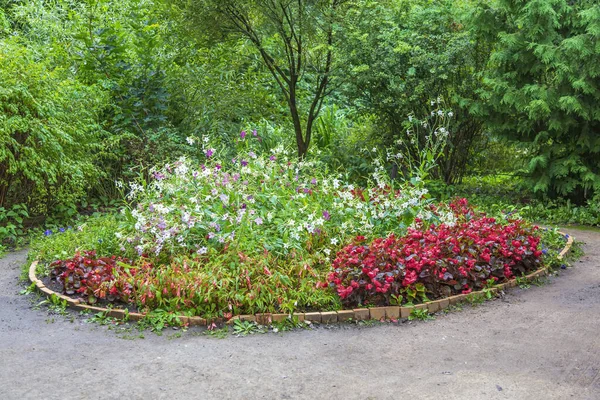 Ідея Прикраси Красивої Літньої Клумби Різнокольоровими Квітучими Квітами Саду Або — стокове фото