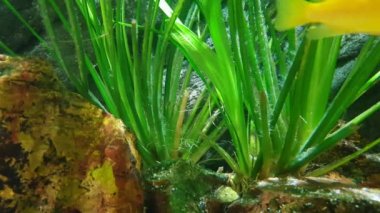 Slow motion of underwater plants, ornamental algae and fish in the home aquarium