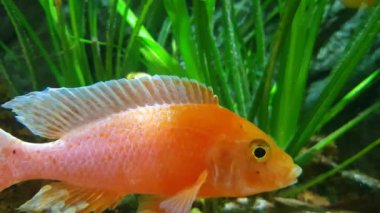 Slow motion of underwater plants, ornamental algae and fish in the home aquarium