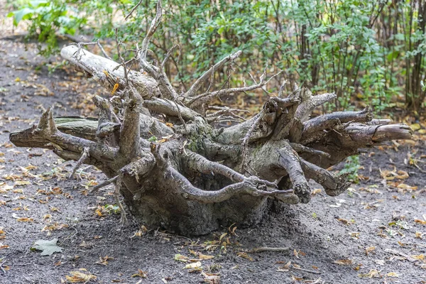 Große Getrocknete Wurzeln Eines Laubbaumes Als Element Der Dekoration Eines — Stockfoto