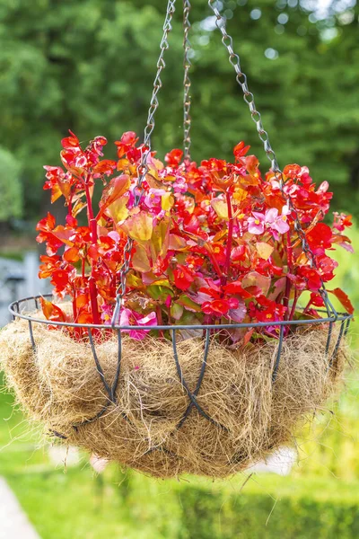 庭の植木鉢に明るい赤ベゴニア 家族の美しい開花夏の植物 ベゴニア — ストック写真
