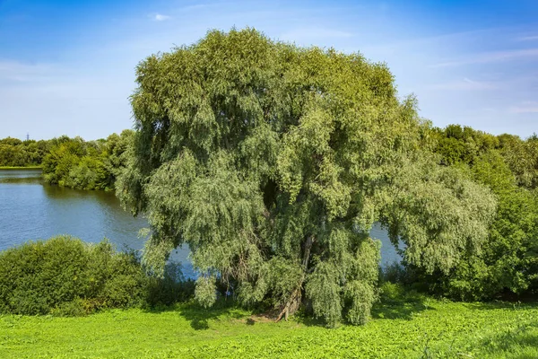 Paisagem Fluvial Com Árvores Verdes Brilhantes Dia Ensolarado Verão — Fotografia de Stock
