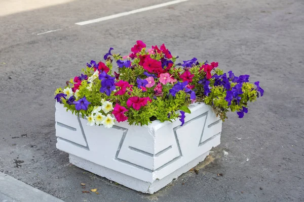 Pote Jardim Pedra Com Crescente Flores Brilhantes Dia Verão — Fotografia de Stock