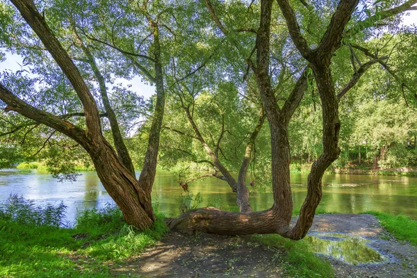 Parque Natural Riviera Com Vegetação Brilhante Cidade Verão Mozhaysk Rússia — Fotografia de Stock