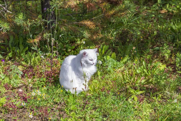 Yeşil Bitkilerin Arasında Kalın Saçlı Evsiz Safkan Bir Kedi — Stok fotoğraf