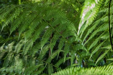 Seradaki egzotik bir bitkinin kalın, sulu yaprağına yakın.