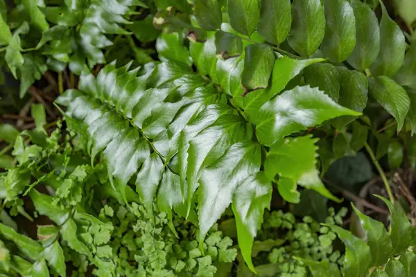 Κοντά Ένα Παχύ Ζουμερό Φύλλο Εξωτικού Φυτού Θερμοκήπιο — Φωτογραφία Αρχείου