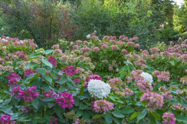 Parlak renkli sonbahar ortancaları. Bahçe ya da bahçe düzenleme fikri