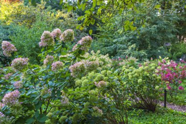 Parlak renkli sonbahar ortancaları. Bahçe ya da bahçe düzenleme fikri