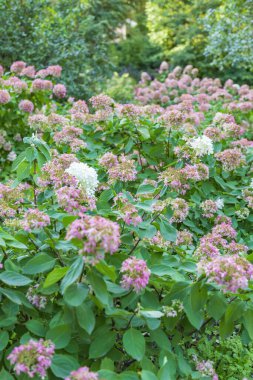 Parlak renkli sonbahar ortancaları. Bahçe ya da bahçe düzenleme fikri