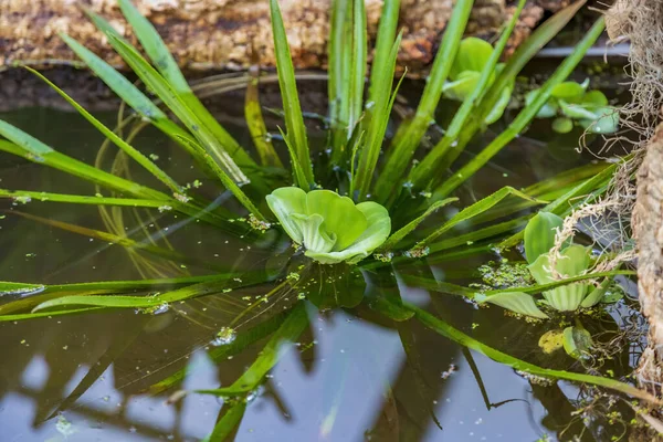 Pistia Araceae Ailesinin Kökleri Her Yere Yayılmış Sürekli Yeşil Bir — Stok fotoğraf