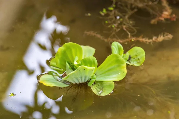 双鱼座杜鹃科的一种常绿的 自由飘浮的草本植物 根在蔓延 — 图库照片
