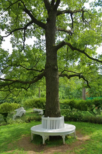 Bench around tree — Stock Photo, Image