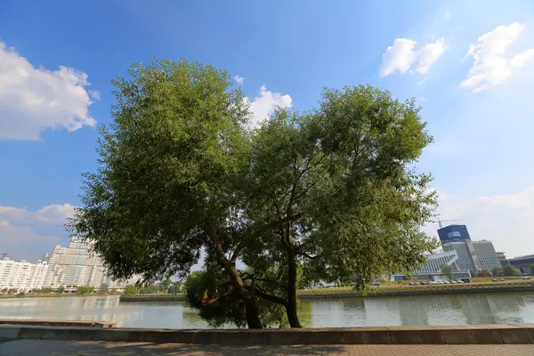 Arbre à feuilles caduques vivace vert dans le parc de la ville d'été — Photo