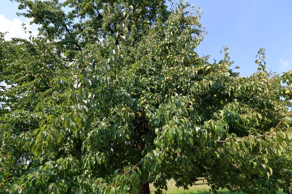 Árbol caducifolio perenne verde en el parque de la ciudad de verano — Foto de Stock