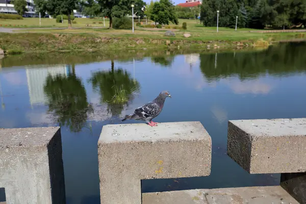 Perfil de um grande pombo cinzento — Fotografia de Stock