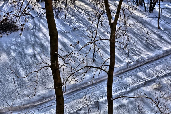 Caminho de neve na floresta — Fotografia de Stock