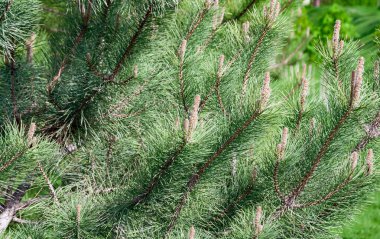 Doğal arka planlar, baharda tomurcuklanan mavi ladin.