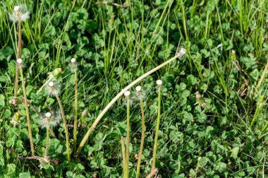 Sulu yeşil çimenlerin güzel doğal arka planı