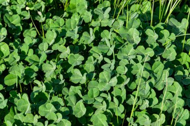 Sulu yeşil çimenlerin güzel doğal arka planı