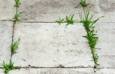 çimenler beton tabakalarda filizlenir.