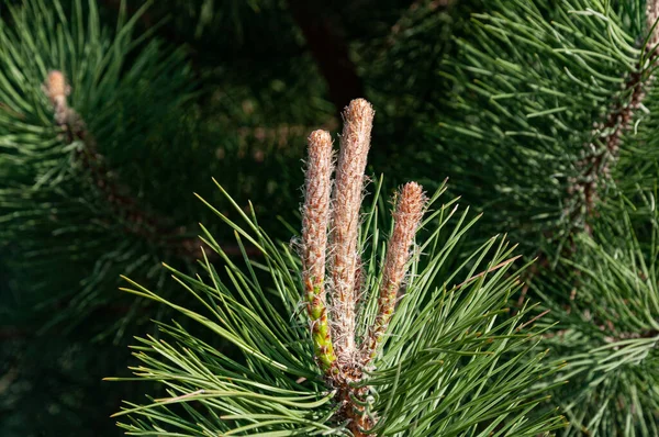 Natural Backgrounds Blue Spruce Spring Flowering Buds — Stock Photo, Image