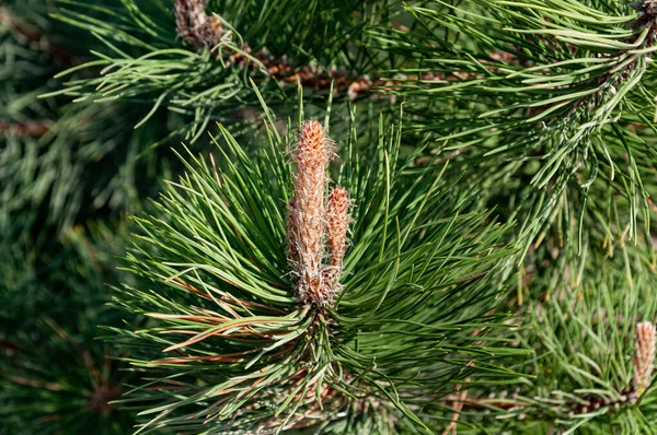 Natural Backgrounds Blue Spruce Spring Flowering Buds — Stock Photo, Image