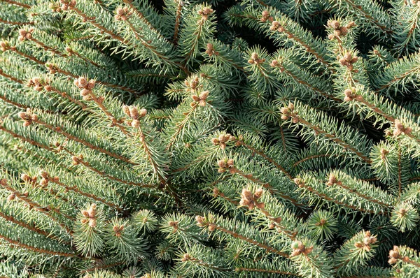 Natural Backgrounds Blue Spruce Spring Flowering Buds — Stock Photo, Image