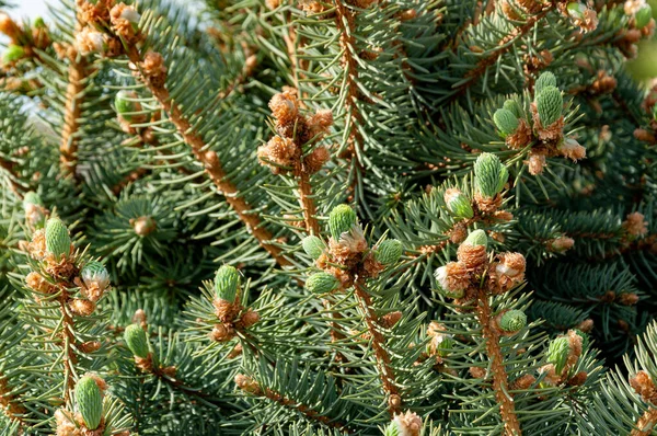 Natural Backgrounds Blue Spruce Spring Flowering Buds — Stock Photo, Image
