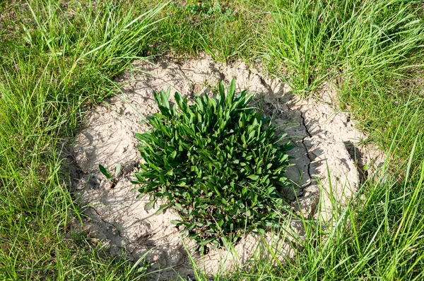 Canteiro Flores Com Planta Verde Meio — Fotografia de Stock