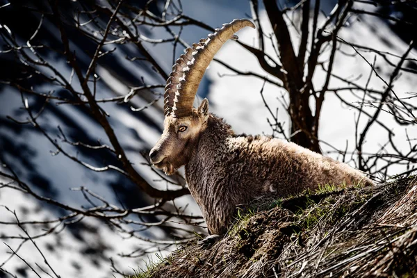 Mamífero chifre alpino chamado steinbock ou capra ibex na montanha — Fotografia de Stock