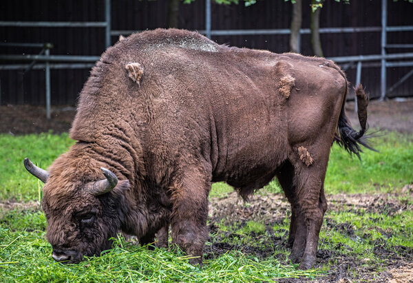 Европейский буйвол в парке находится под угрозой исчезновения
