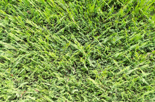 Зеленый хвойный куст фон полный листьев
