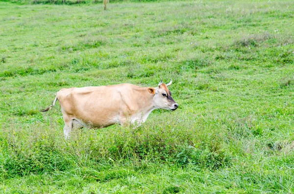 Alone cow eating grass in green pasture