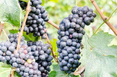 kırmızı üzüm ve üzüm bağı peyzaj yaprakları