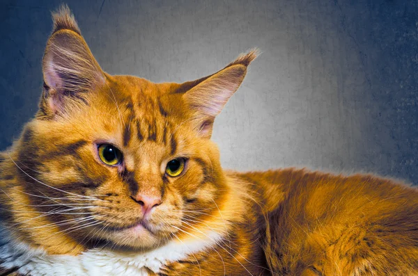 Maine Coon rot orange Katzenporträt Jahrgang — Stockfoto