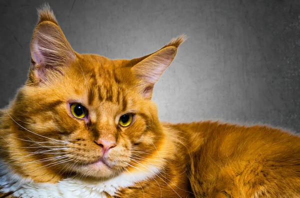 Maine coon red orange cat portrait — Stock Photo, Image