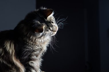 Maine coon kedi gri ve siyah portre