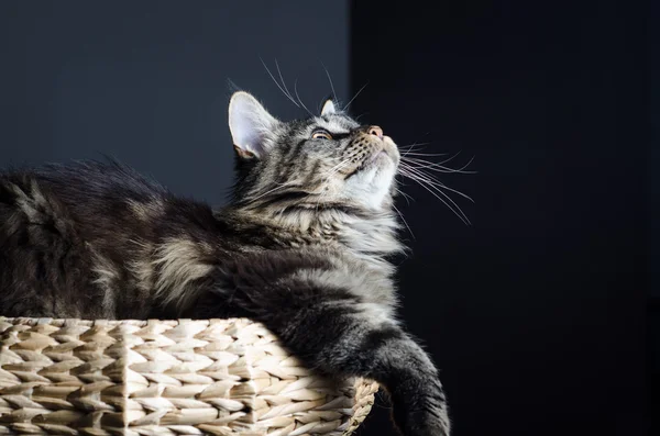 Maine coon cat grey and black portrait — Stock Photo, Image