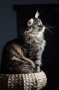 Maine coon kedi gri ve siyah portre