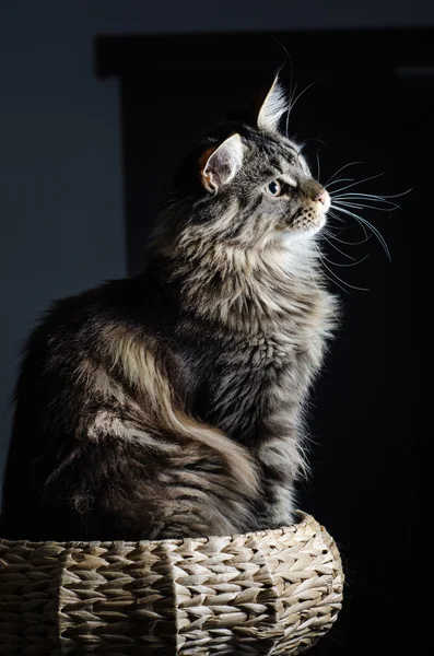Maine coon kot szary i czarny portret — Zdjęcie stockowe