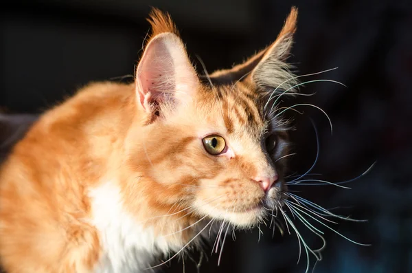 Maine coon rot orange katze portrait — Stockfoto