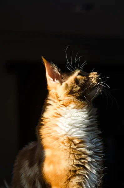 Maine coon red orange cat portrait — Stock Photo, Image